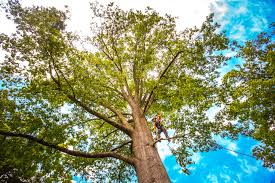 How Our Tree Care Process Works  in  Columbiana, OH